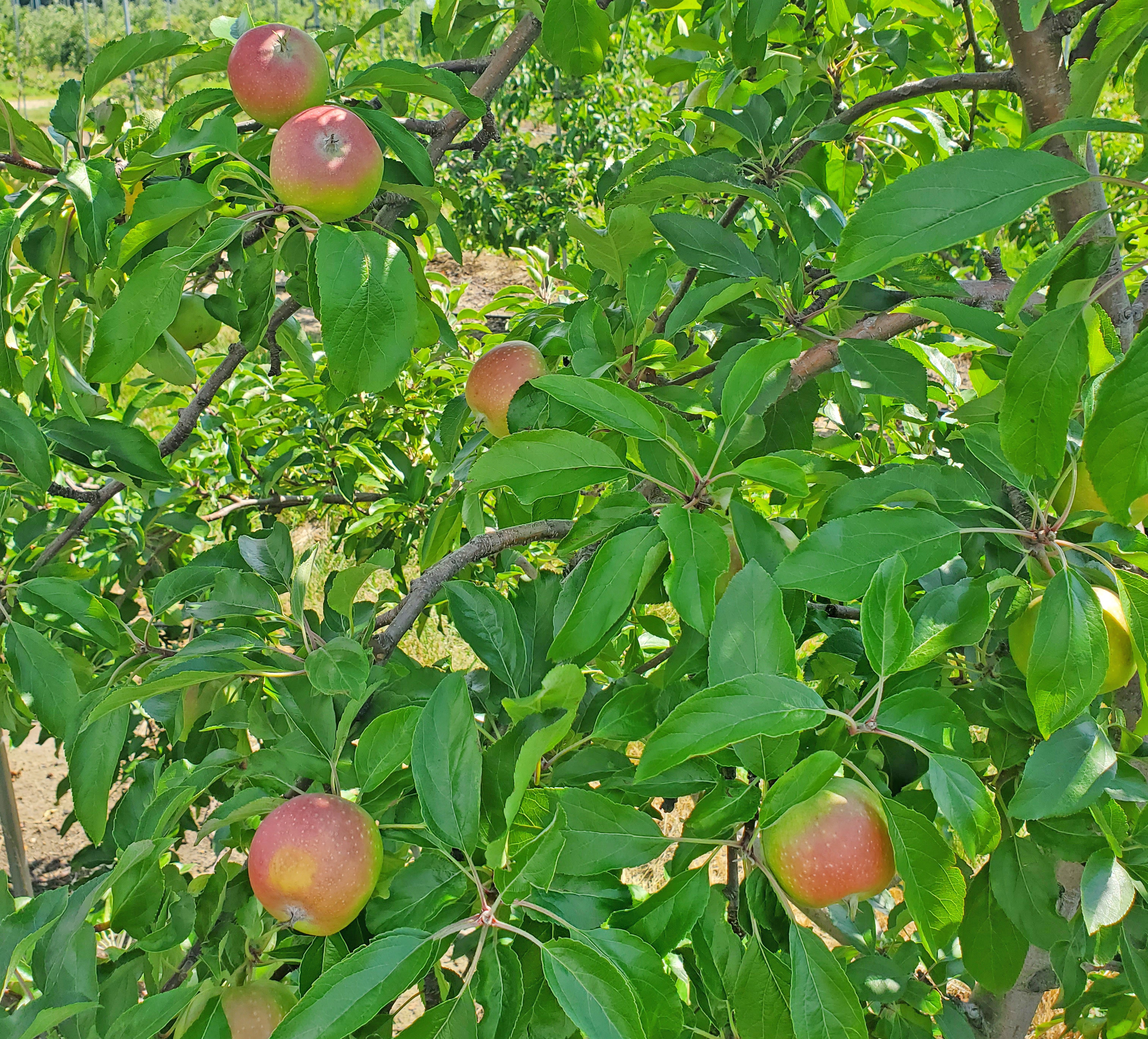 Apple sunburn